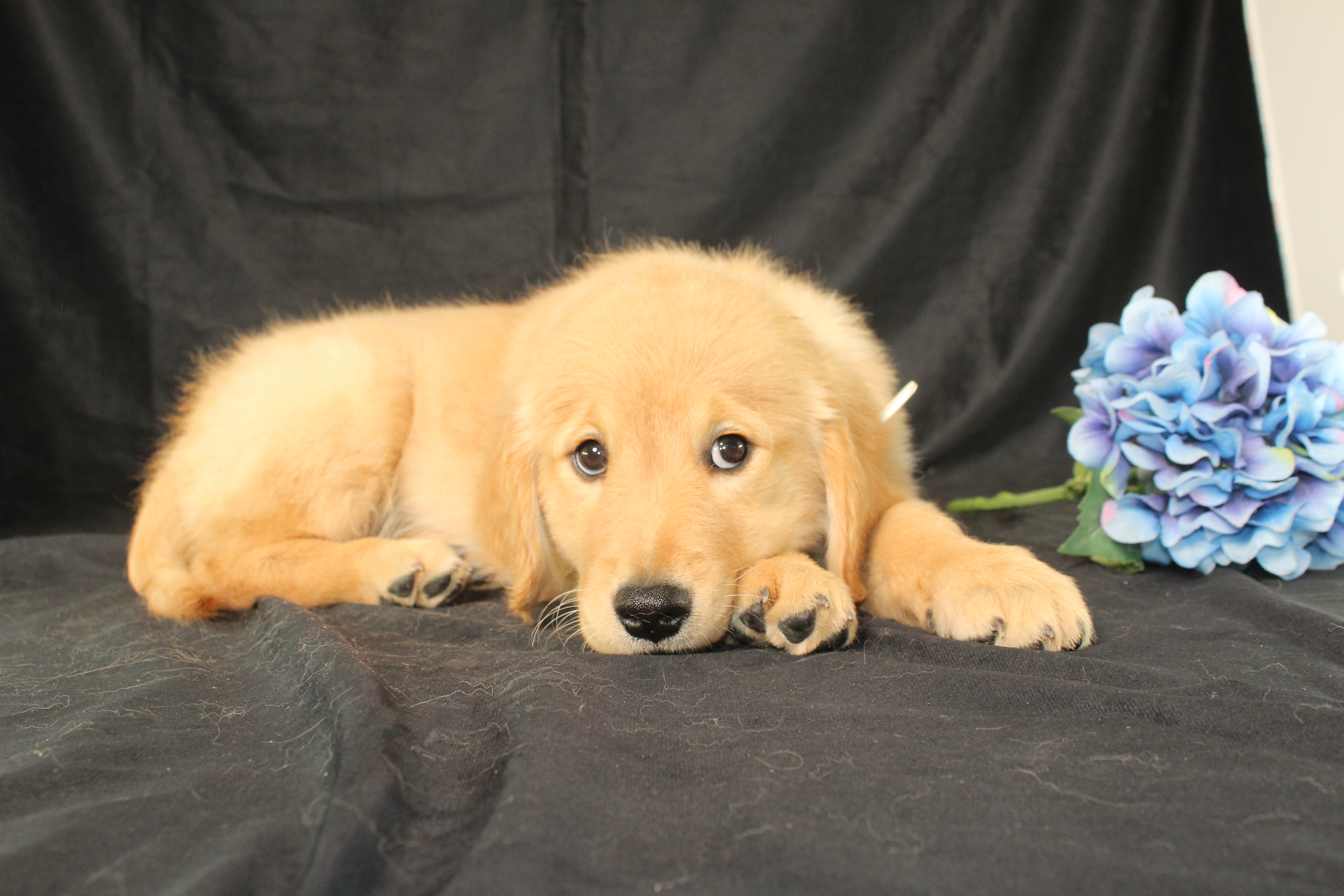 puppy, for, sale, Miniature Golden Retriever, Ivan J. Stoltzfus, dog, breeder, Dornsife, PA, dog-breeder, puppy-for-sale, forsale, nearby, find, puppyfind, locator, puppylocator, aca